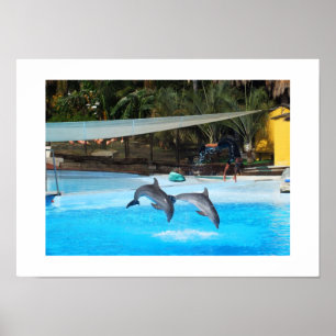 Poster Two dolphins animal
