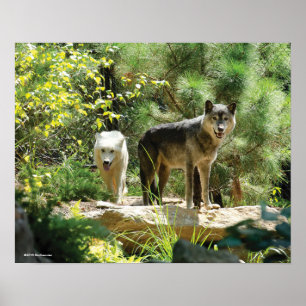 Poster Two Gray Wolves in Forest