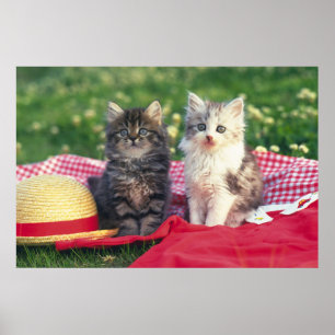 Poster Two Kittens Sitting On A Red-Colored Blanket