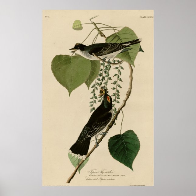 Poster Tyrant Fly Catcher (Frente)