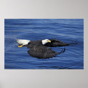 Poster U.S.A., Alasca, Península do Kenai, águia careca