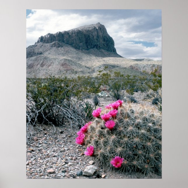 Póster U.S.A., Texas, Parque Nacional Big Bend. Blooming (Frente)