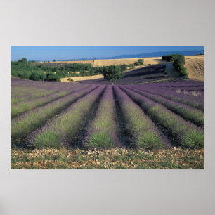Póster UE, França, Provença, Campos de lavanda 2