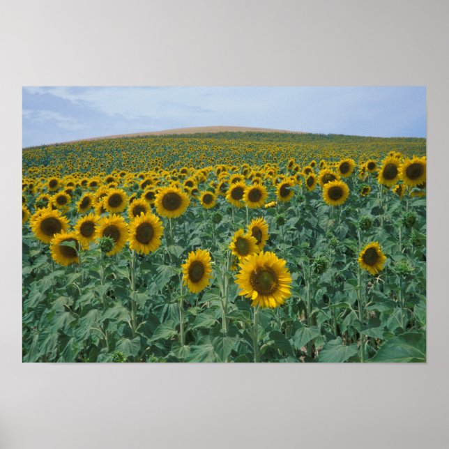 Póster UE, França, Proveniência, Campo de Girassol (Frente)