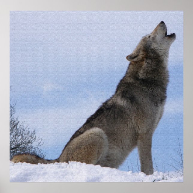 Poster Uivo de Lobo (Frente)