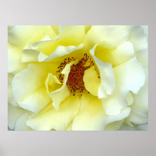 Póster Última Rosa de Verão (Frente)