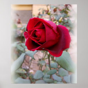 Póster última rosa vermelha