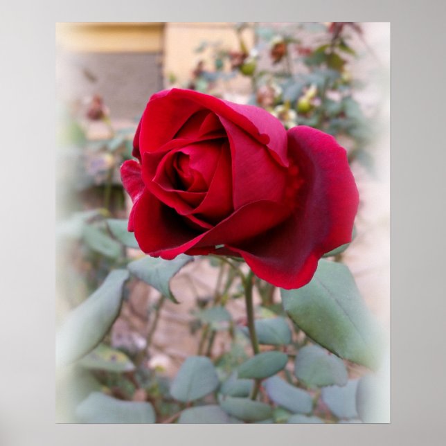 Póster última rosa vermelha (Frente)