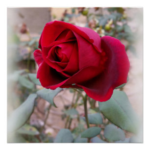 Póster última rosa vermelha