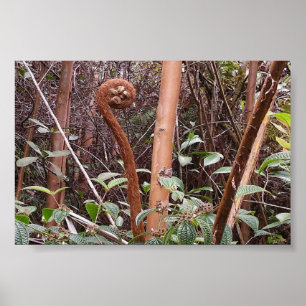 POSTER ULUHE FERN