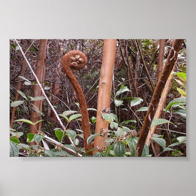 POSTER ULUHE FERN (Frente)