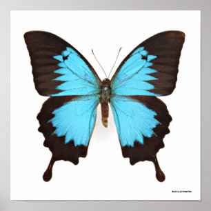 Poster Ulysses Butterfly