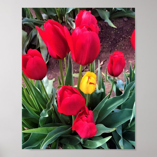 Poster Um Amarelo com Tulipas Vermelhas (Frente)