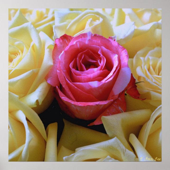 Póster Um amor gentil, Beleza Única Rosa Rosa Amarelo (Frente)