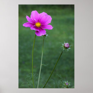 Poster Um áster mexicano