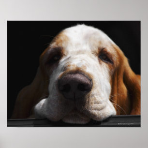 Póster Um Basset Hound descansando a cabeça