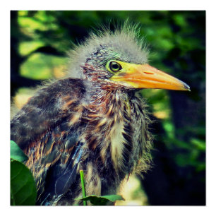 Póster Um bebê herão verde