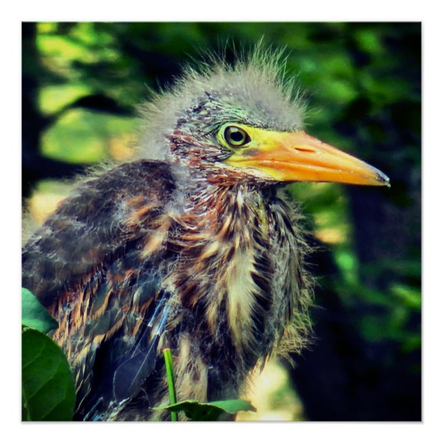 Póster Um bebê herão verde (Frente)