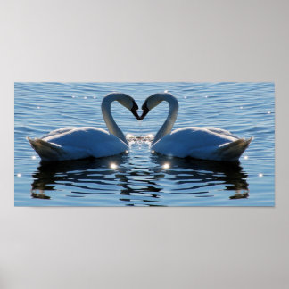 Poster Um Beijo de Coração Swan Nadador, Reflexões do Amo