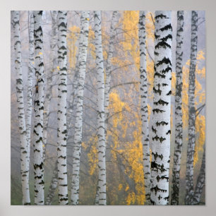 Póster um bosque do vidoeiro nos troncos do fragmento do