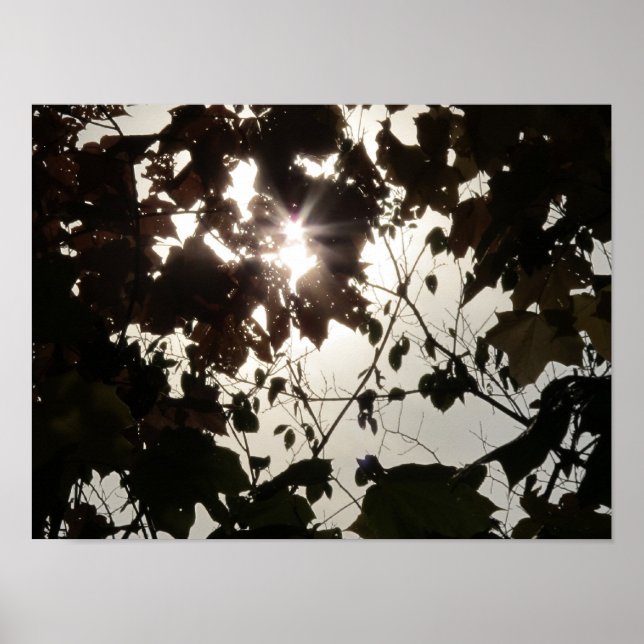 Poster Um Bright Spot em uma Floresta Escura (Frente)