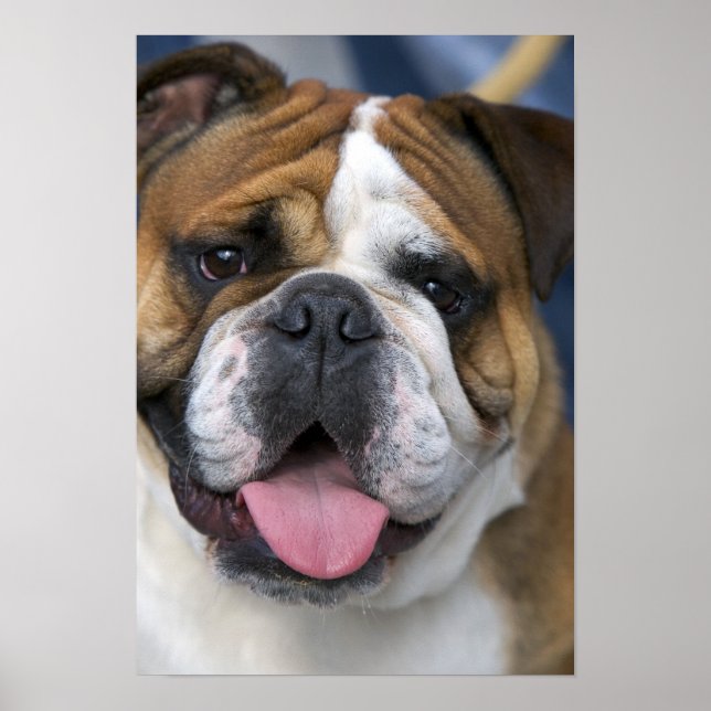 Póster Um bulldog inglês na Bélgica. (Frente)