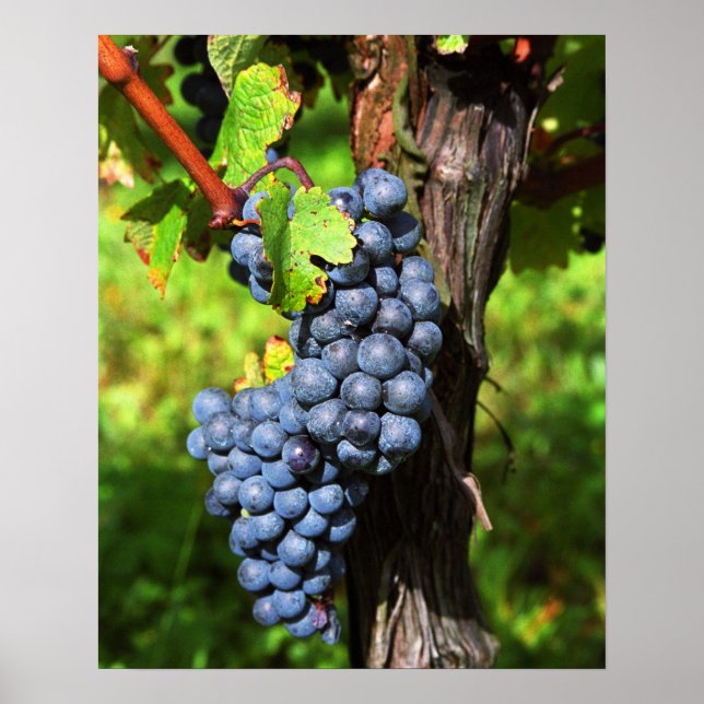 Poster Um cacho de uvas merlot maduras em uma videira com (Frente)