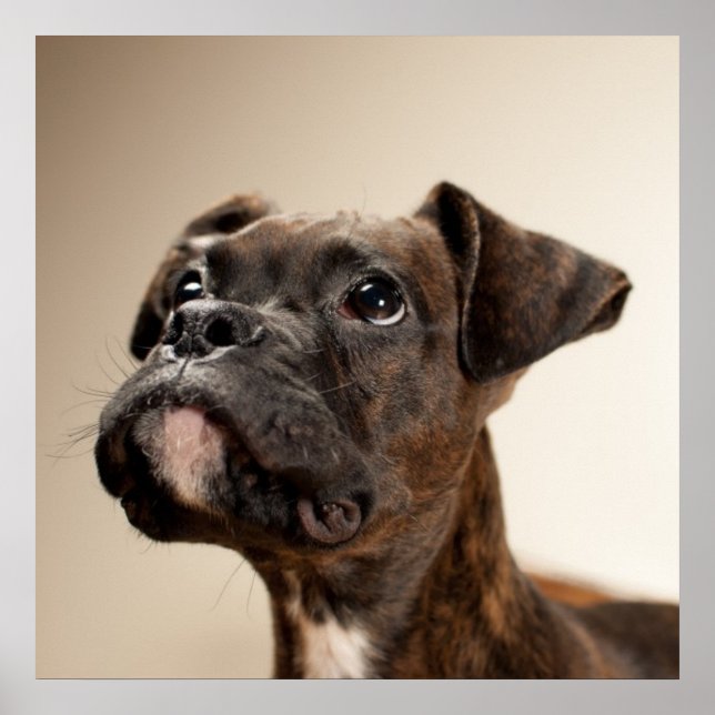 Póster Um cachorrinho do Brindle Boxer olhando curiosamen (Frente)