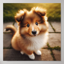 Poster Um cachorrinho Shetland