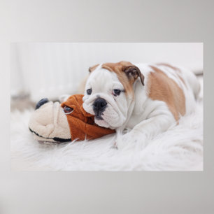 Póster Um cachorro Bulldog Inglês Brincando Com Um Bulldo