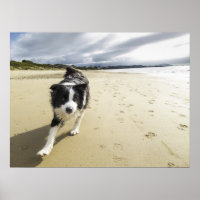 Um Cachorro De Collie Na Praia