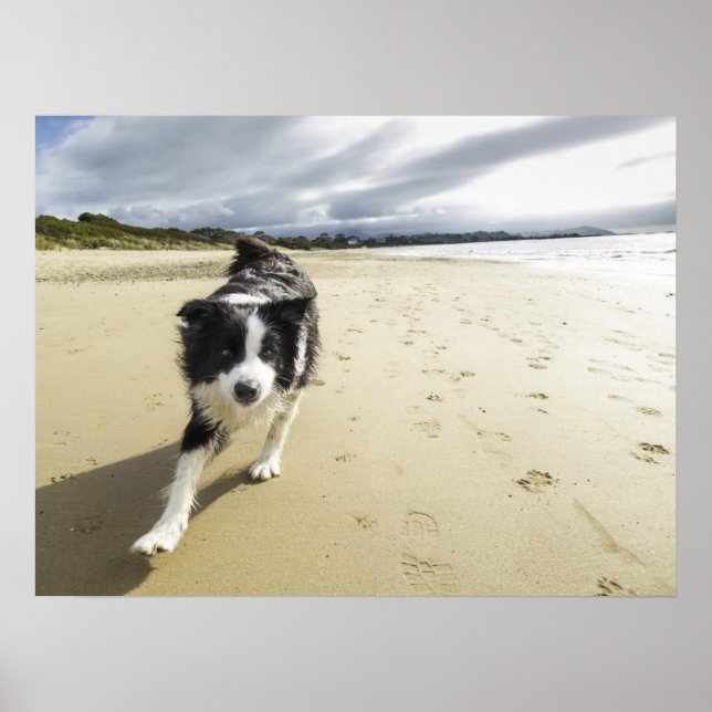 Póster Um Cachorro De Collie Na Praia (Frente)