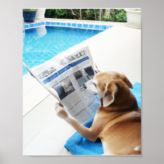 Poster Um cachorro lendo um jornal pela piscina