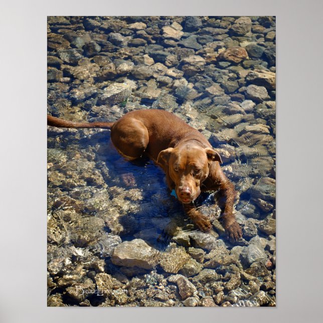 Póster Um Cachorro Misturado De Chocolate Nas Rochas (Frente)