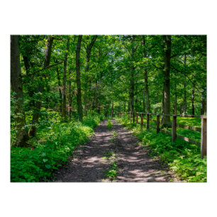 Póster Um caminho na floresta verde