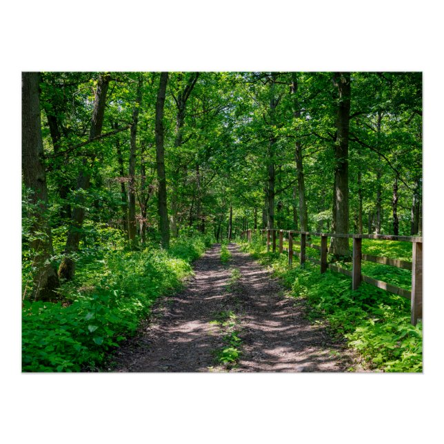 Póster Um caminho na floresta verde (Frente)