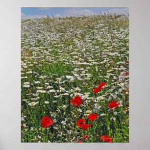 Póster Um campo da terra das margaridas boi-eyed brancas