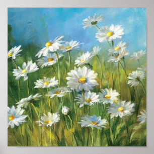 Póster Um campo das margaridas brancas