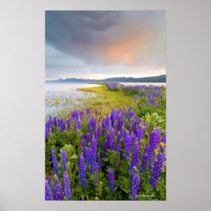 Poster Um campo de flores silvestres de Lupine na costa n