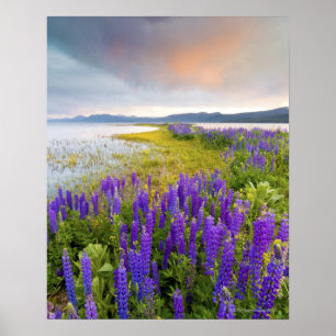 Póster Um campo de flores silvestres de Lupine na costa n