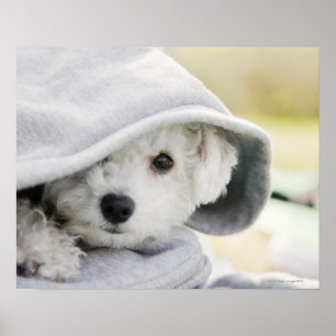 Póster um cão branco que veste uma capa da camisa