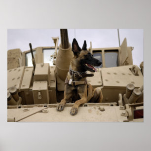 Poster Um cão de trabalho militar senta-se num M2A3