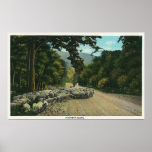 Póster Um carneiro principal do pastor em uma estrada de