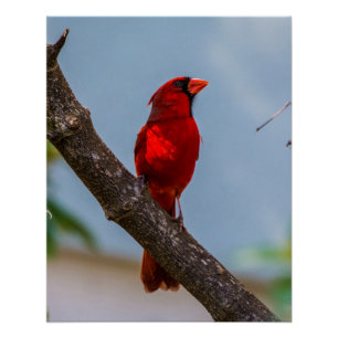 Póster Um Cartaz Glossy 20 x 25 de um Cardinal