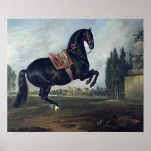Póster Um cavalo preto que executa o Courbette
