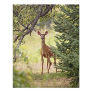 Póster Um cervo solitário 