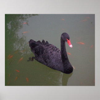 Poster Um cisne negro na água