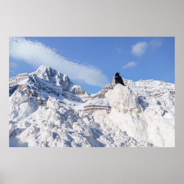 Poster Um Corvo Na Crowfoot Mountain Alberta Canadá (Frente)