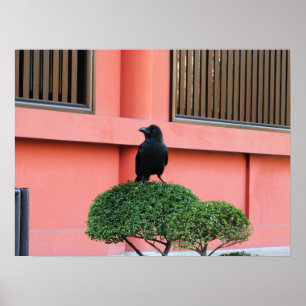 Poster Um Corvo-Selvagem Grande Uma Perca Numa Árvore De