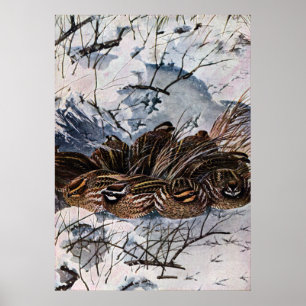 Póster Um Covarde Bobwhites